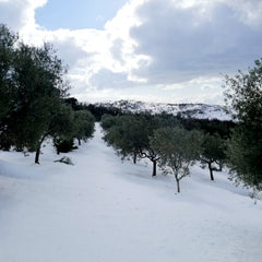 Looking a lot like winter in the LAI olive grove, should we worry?