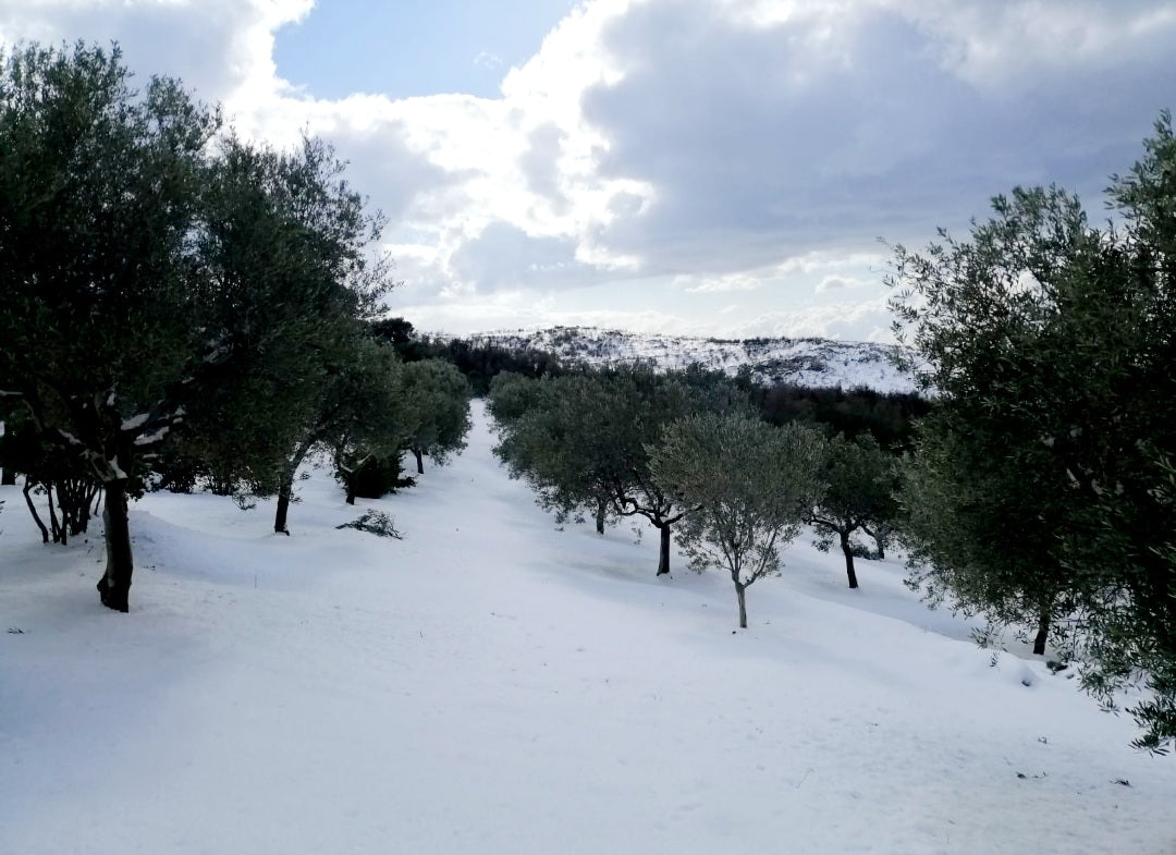 Looking a lot like winter in the LAI olive grove, should we worry?
