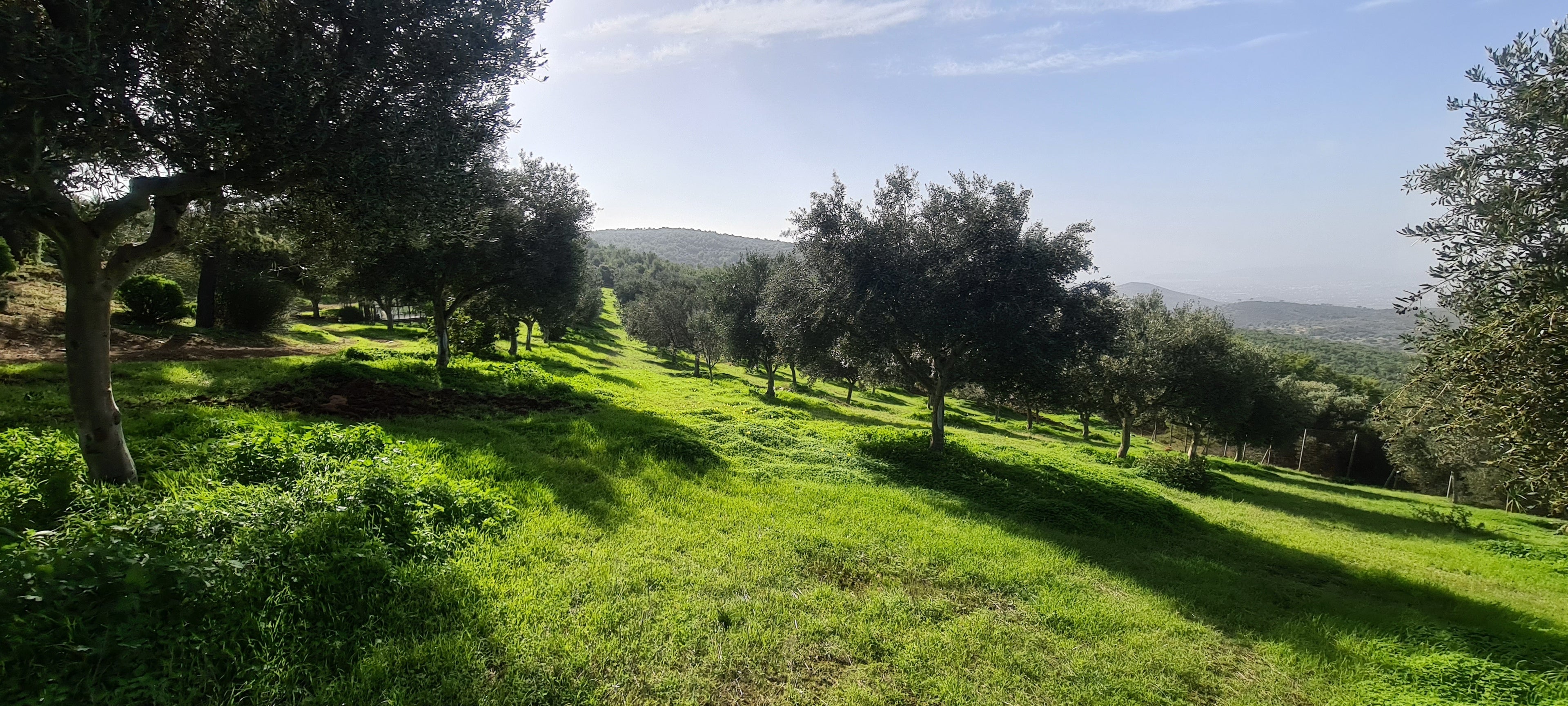 The LAI olive grove in January 2021.