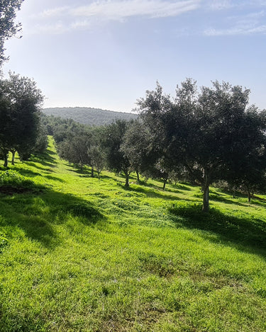 The LAI olive grove in January 2021.